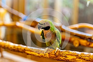 One green Nanday Parakeet sitting on a perch. Aratinga Nenday from Psittacidae family photo