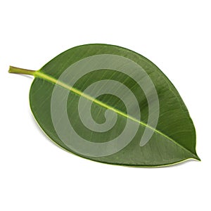 One green natural magnolia leaf isolated