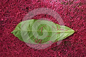One green perote leaf photo