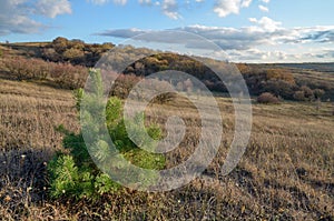 One green pine tree in the field autumn on a background of dry yellowed grass