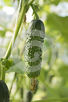 one green prickly cucumber on a branch