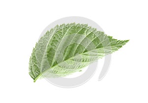 One green raspberry leaf isolated on white