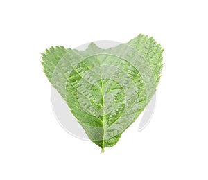 One green raspberry leaf isolated on white