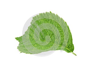 One green raspberry leaf isolated on white