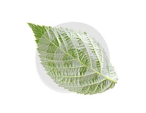 One green raspberry leaf isolated on white