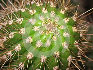 One green spiky round cactus