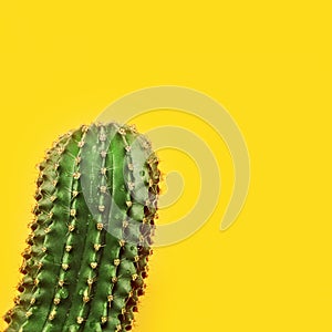 One green succulent cactus closeup on yellow. Spiny cactus. Green plant for natural background