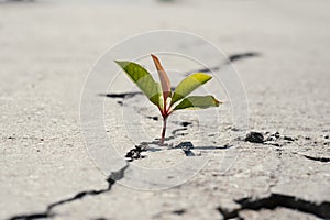 One green young seed of tree growing from cracks of asphalt road. Environment concept