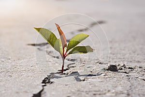 One green young seed of tree growing from cracks of asphalt road. Environment concept