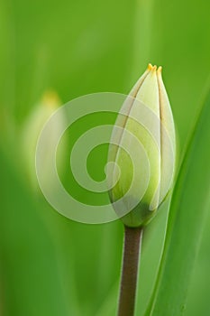 one green young tulip grow in the spring garden, closed bud, side view