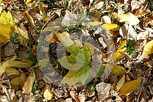 One greenish yellow leaf of maple on the ground