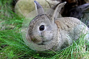 One grey bunnie