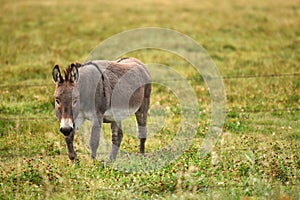 One Grey Donkey