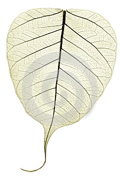 One grey green transparent dried fallen leaf