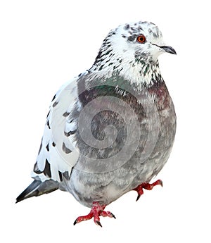 One grey pigeon dove isolated on white background