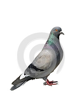 One grey pigeon on a white