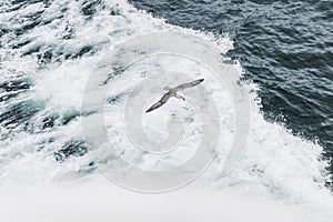 One grey seagull flying over waves in motion and hunting for the fish
