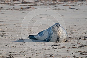 One Grey Seal, Halichoerus grypus. Alone on the beach