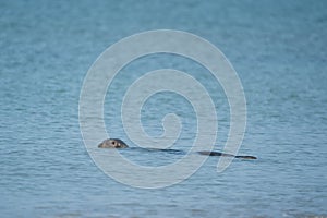 One Grey Seal, Halichoerus grypus. Swimming in the sea with head above water