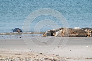 One Grey Seal, Halichoerus grypus. Swimming in the sea with head above water