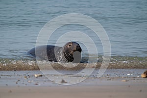 One Grey Seal, Halichoerus grypus. Swimming in the sea with head above water. Beach in foreground