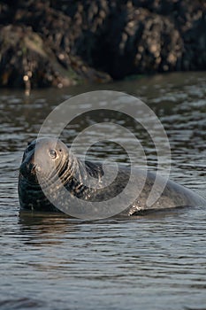 One Grey Seal, Halichoerus grypus. Swimming in the sea with head above water. Looking at camera