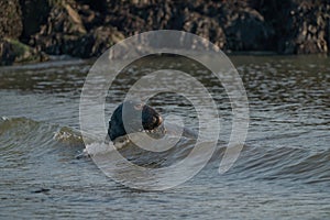 One Grey Seal, Halichoerus grypus. Swimming in the sea with head above water. Looking at camera