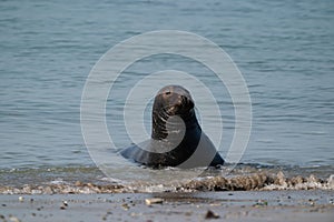 One Grey Seal, swimming in the sea with head above water. On the beach inside sea waves