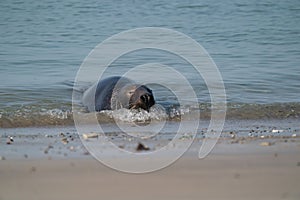 One Grey Seal, swimming in the sea with head above water. On the beach inside sea waves
