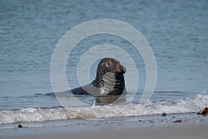 One Grey Seal, swimming in the sea with head above water. On the beach inside sea waves