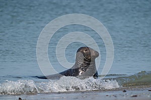 One Grey Seal, swimming in the sea with head above water. On the beach inside sea waves