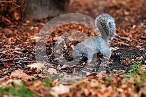 A grey squirrel on the yellow leaves in autumn sunny day