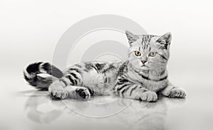One grey stripy beautiful little kitten