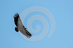 One griffon vulture flying in blue sky