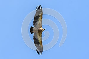 One griffon vulture flying in blue sky