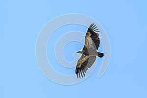 One griffon vulture flying in blue sky