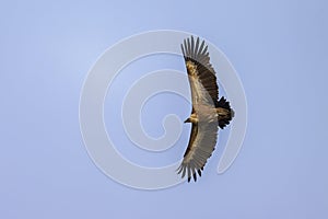 One griffon vulture flying in front of blue sky