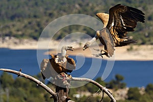 One griffon vulture Gyps fulvus sitting on the branch and the other flies to the prey with colorful background. Vultures with