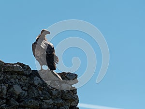 One griffon vulture sitting on an old stone wall