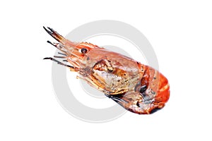 one grilled giant freshwater prawn isolated on white