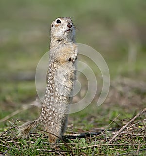 One ground squirrel stands on the ground in funny pose.