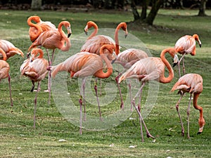 One Group of beautifully colored Greater Flamingo, Phoenicopterus ruber, Wakata Biopark, Colombia