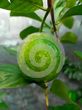 One guava on leaf hanging on the guava tree