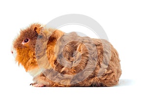 One guinea pig merino on white background