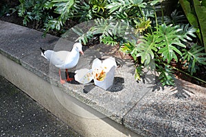 One gull discovered forgotten box of take-away food