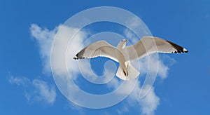 One Gull Flying