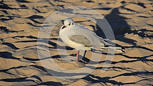 Nature One Seagull On Golden Sandy Beach Freedom Of Life