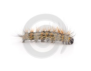 One hairy brown caterpillar