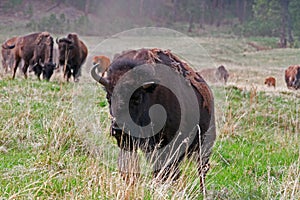 One and a half horned Bison Buffalo in Custer State Park in the Black Hills of South Dakota USA