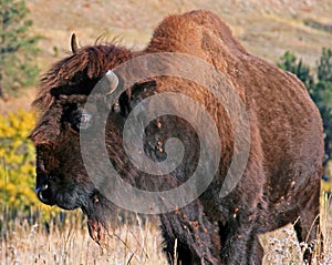 One and a half horned Bison Buffalo in Wind Cave National Park in the Black Hills of South Dakota USA